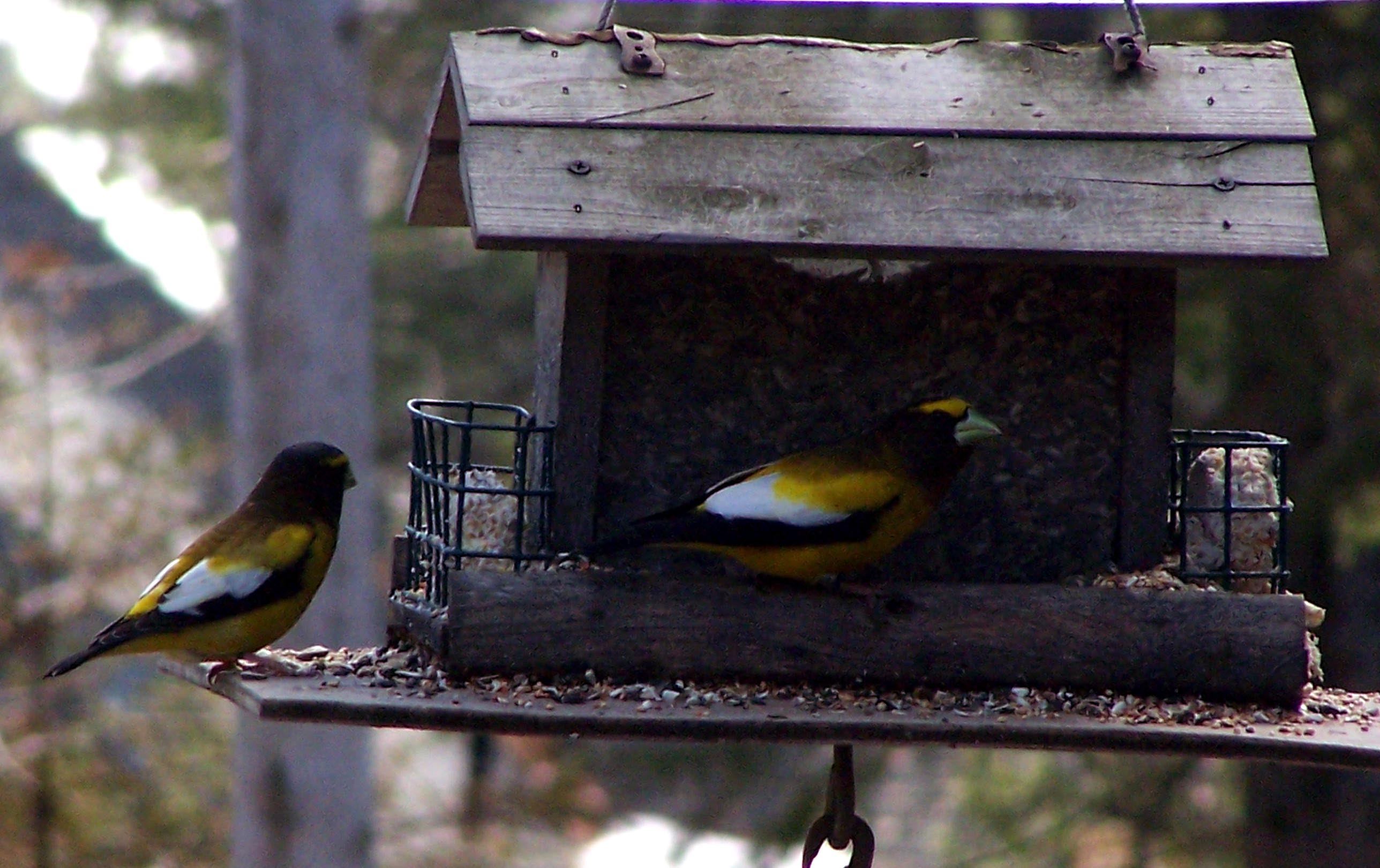 Evening Grosbeaks